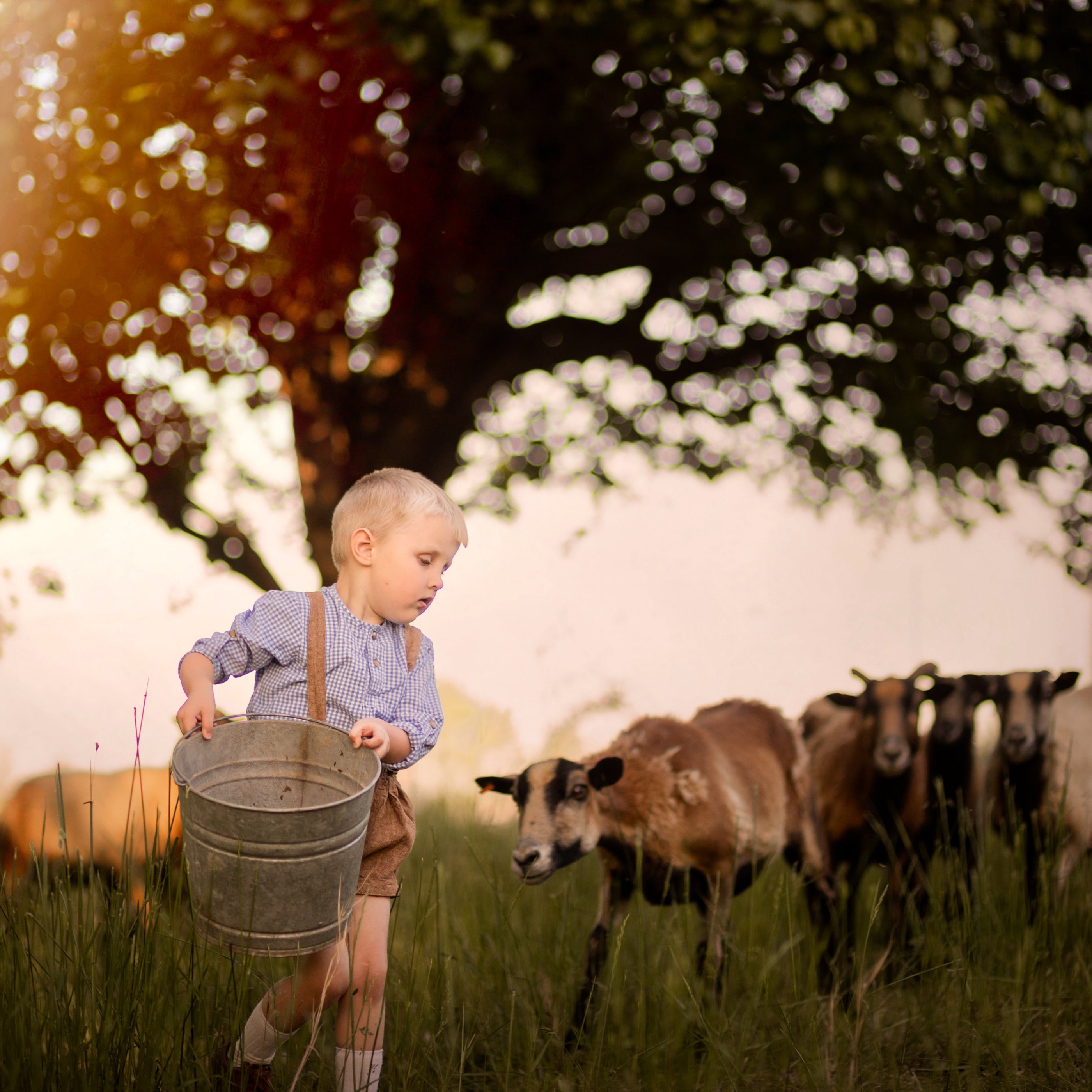 Nutmeg Suspender Shorts