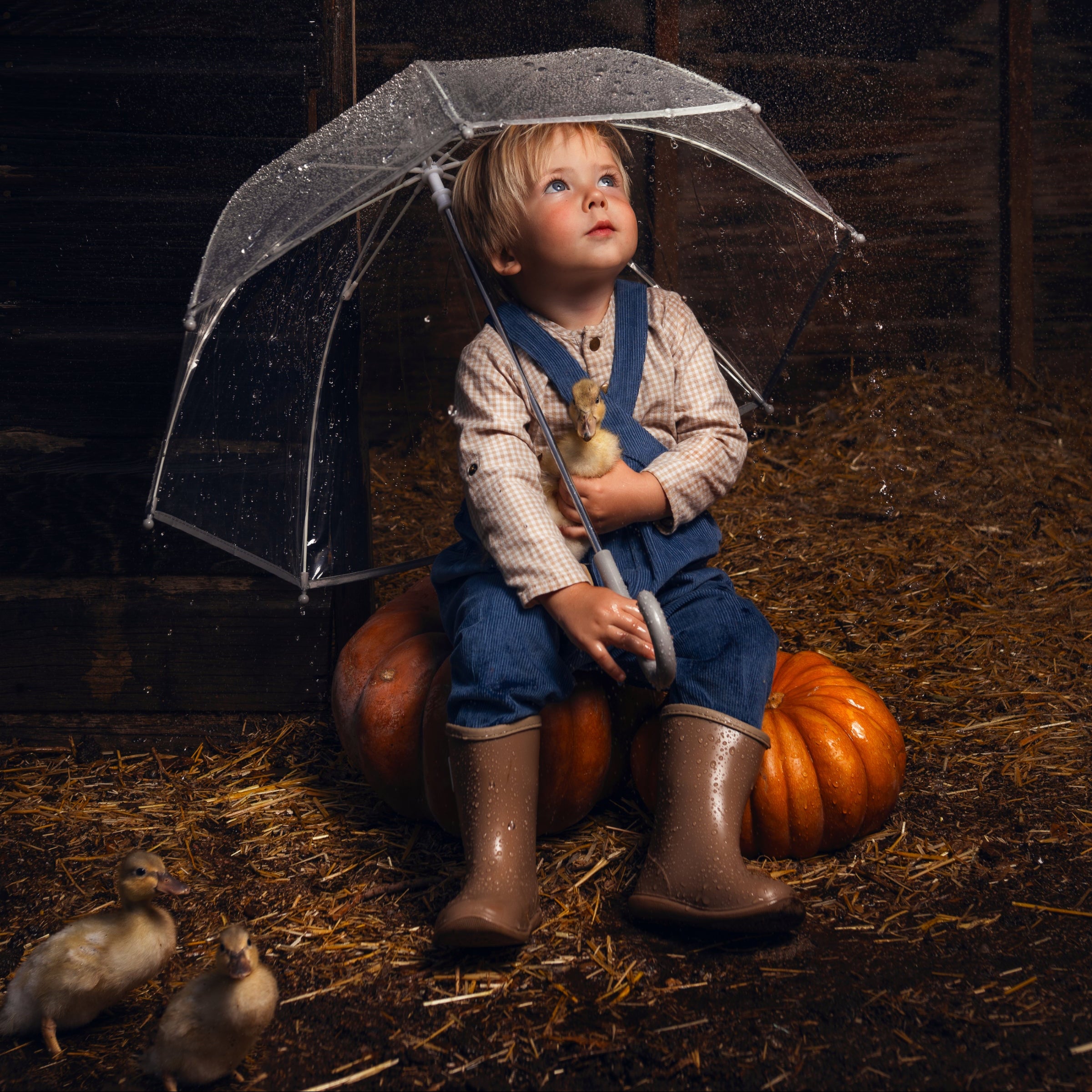 Child with transparent umbrella and pumpkins in a barn setting dressed in blue corduroy pants
