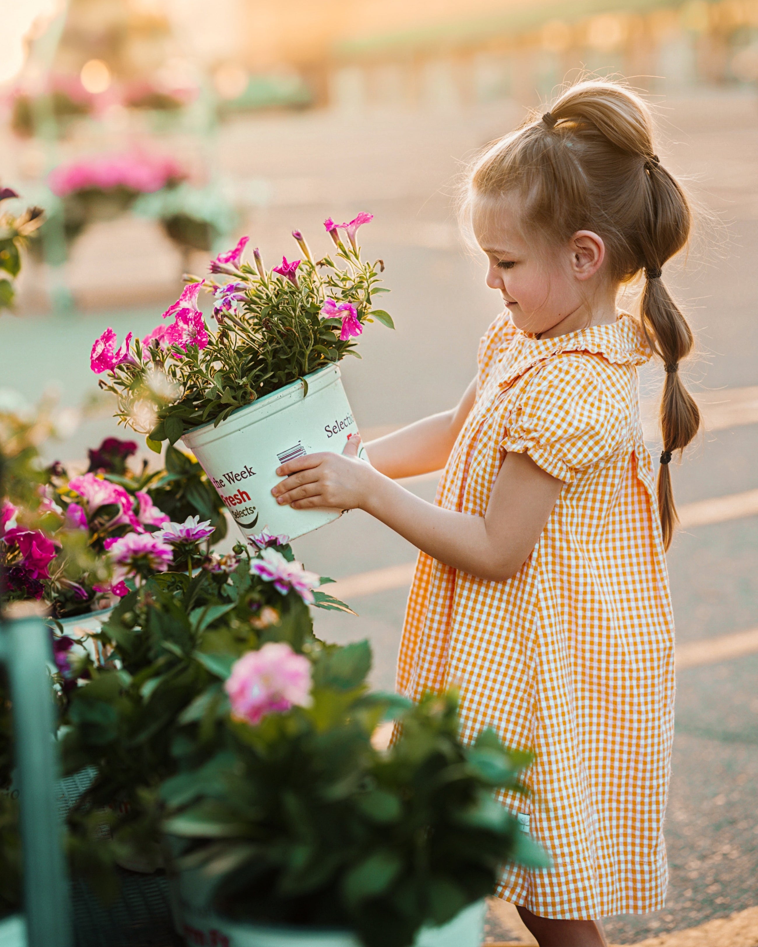 A young girl with blonde pigtails wearing a yellow and white gingham dress stands outdoors at sunset, holding a white bucket filled with pink flowers.