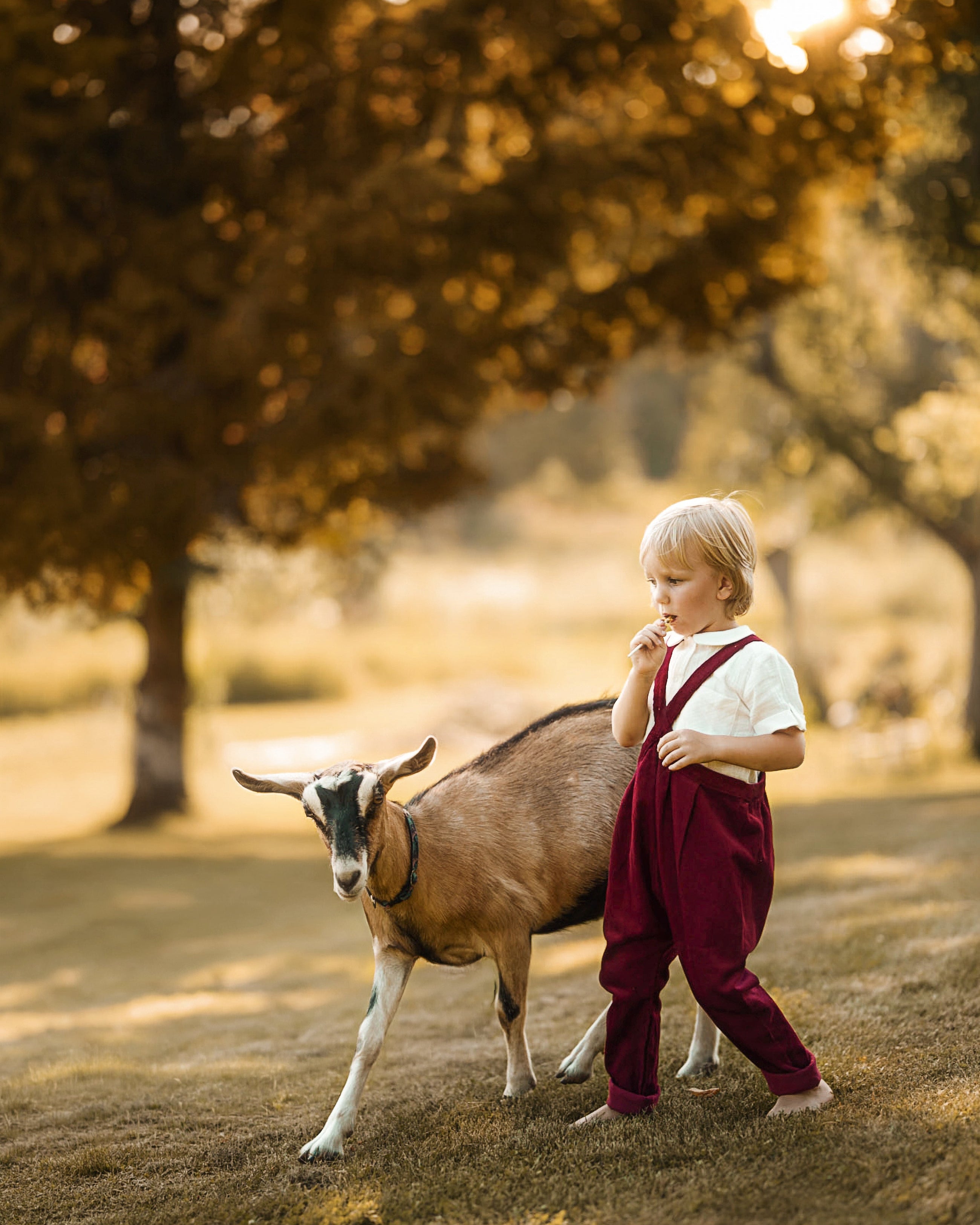 A young child wearing burgundy overalls and a white t-shirt stands next to a brown goat in a sunlit park with trees.