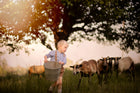 Child holding a bucket in a field with sheep