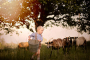 Child holding a bucket in a field with sheep