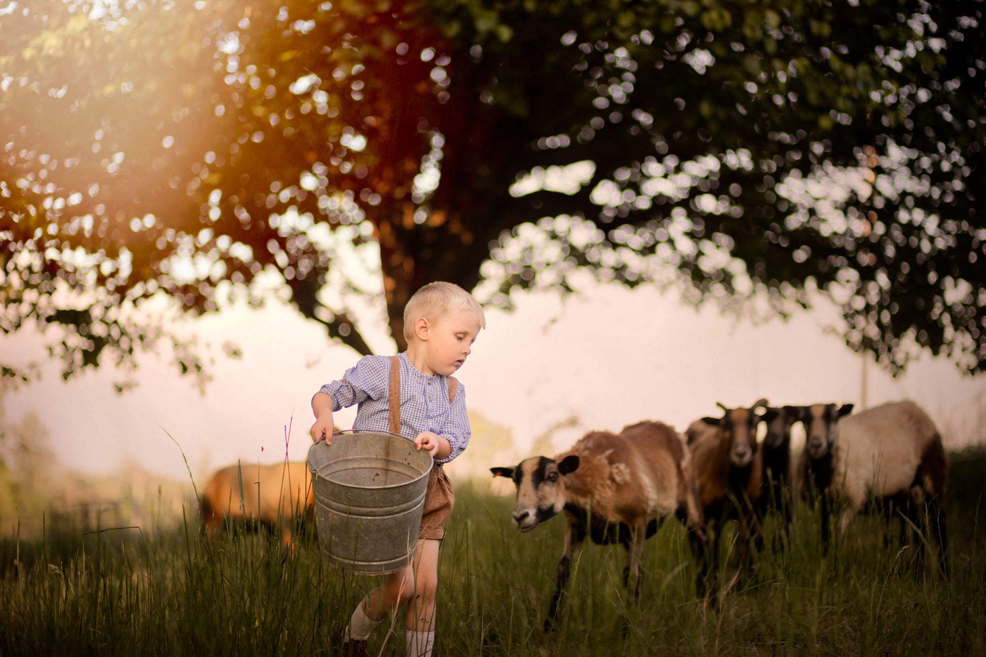 Child holding a bucket in a field with sheep