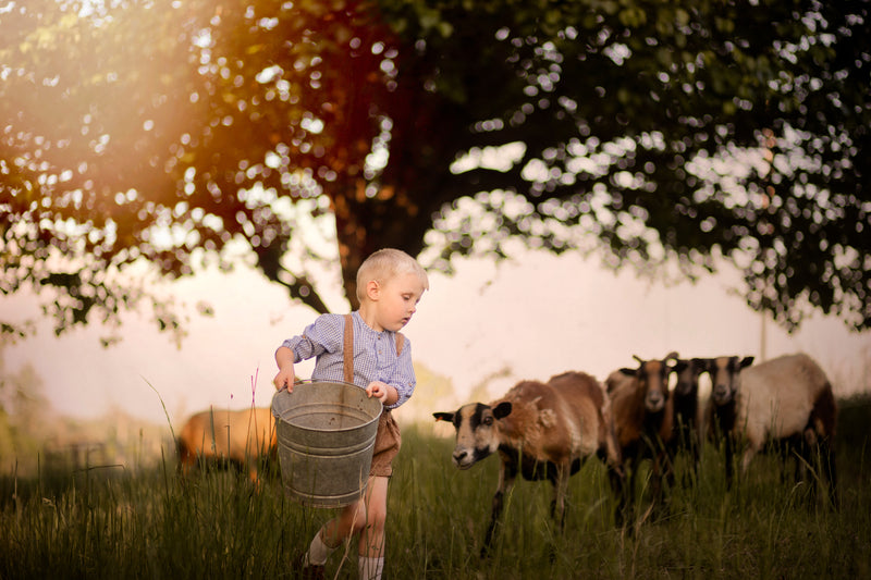 Child holding a bucket in a field with sheep