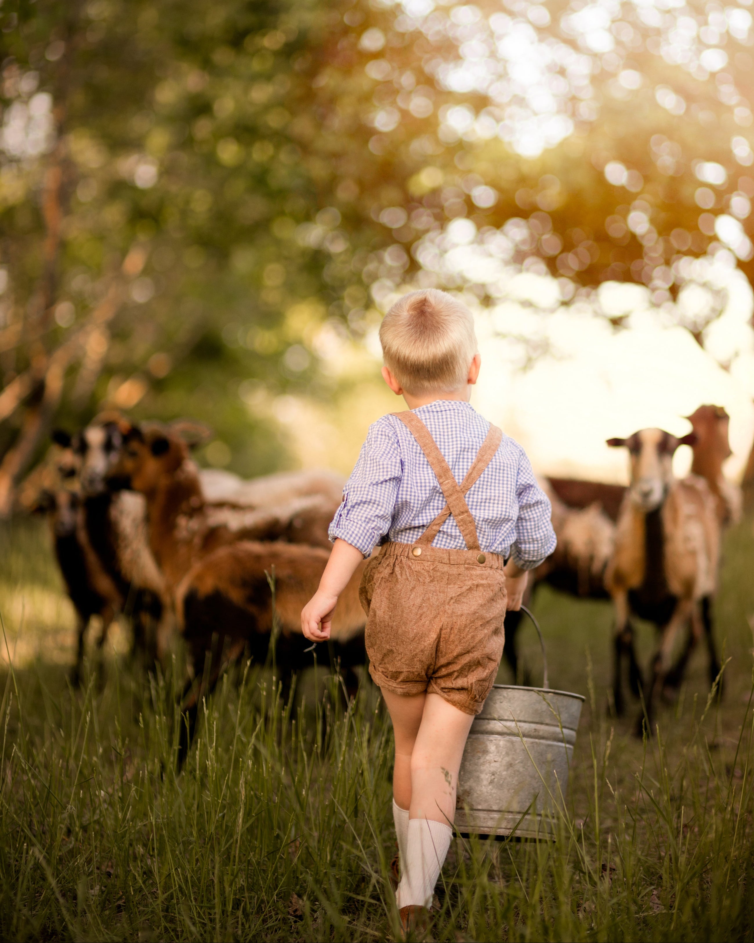 Child in overalls walking with a bucket through a field with sheep