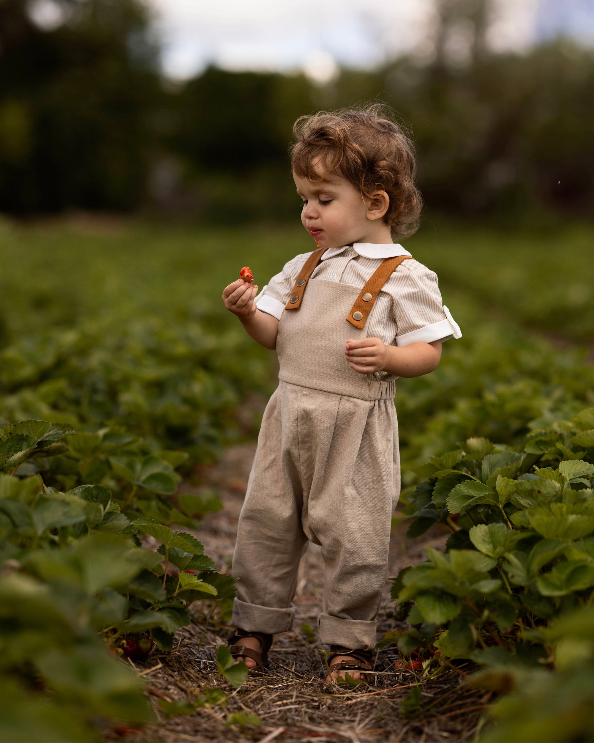A toddler standing in a strawberry field wearing a cream short-sleeve shirt with brown leather suspenders and beige trousers, holding a strawberry.