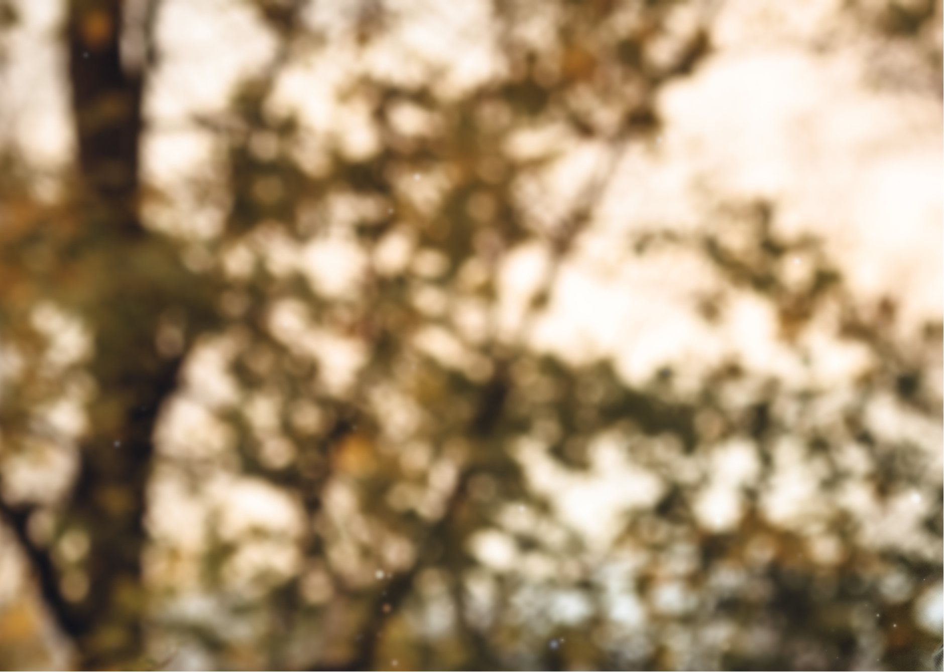 Blurred natural scene with trees and light